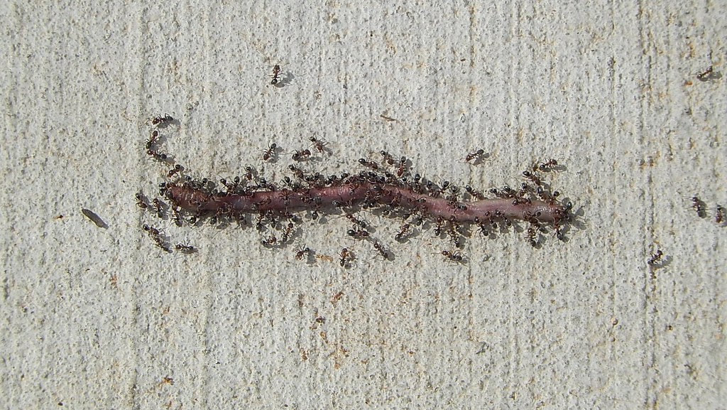 Ants hunting