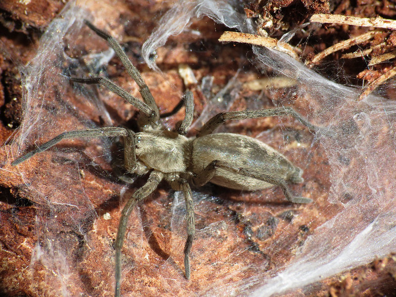 How to get rid of spiders from your garden? - BUCKINGHAMSHIRE LANDSCAPE  GARDENERS