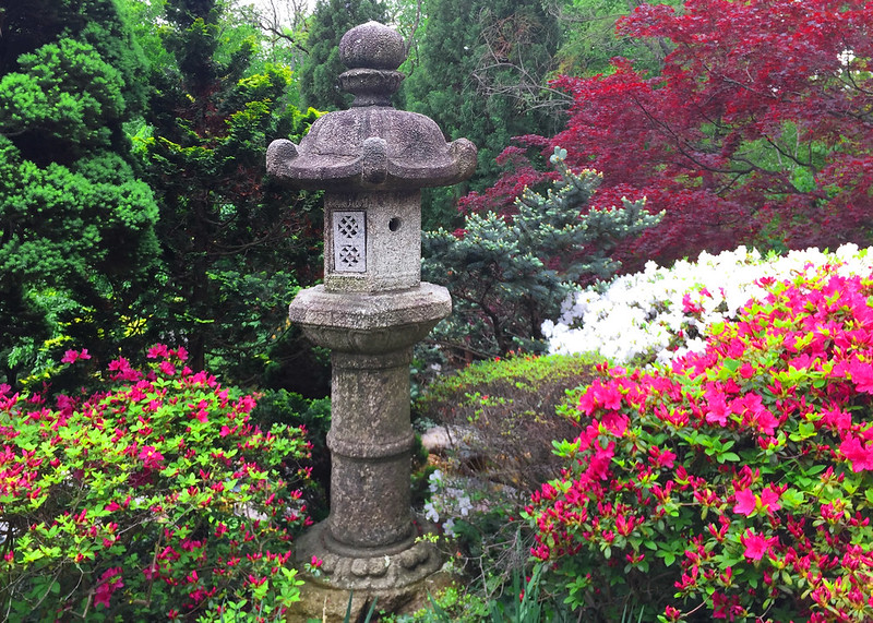 Japanese garden plants