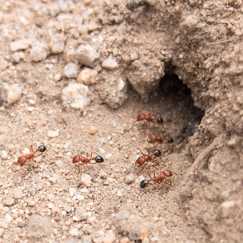 How To Get Rid Of Ants From Your Garden For Good - Buckinghamshire Landscape Gardeners