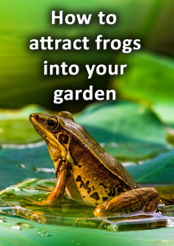 How to attract frogs into your garden – A full guide - BUCKINGHAMSHIRE  LANDSCAPE GARDENERS