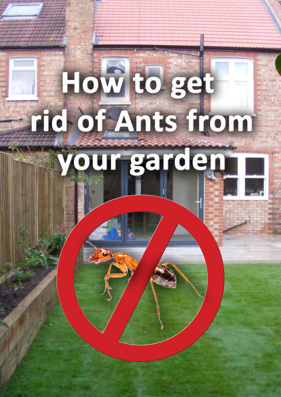 How to get rid of ants from your garden for good ...