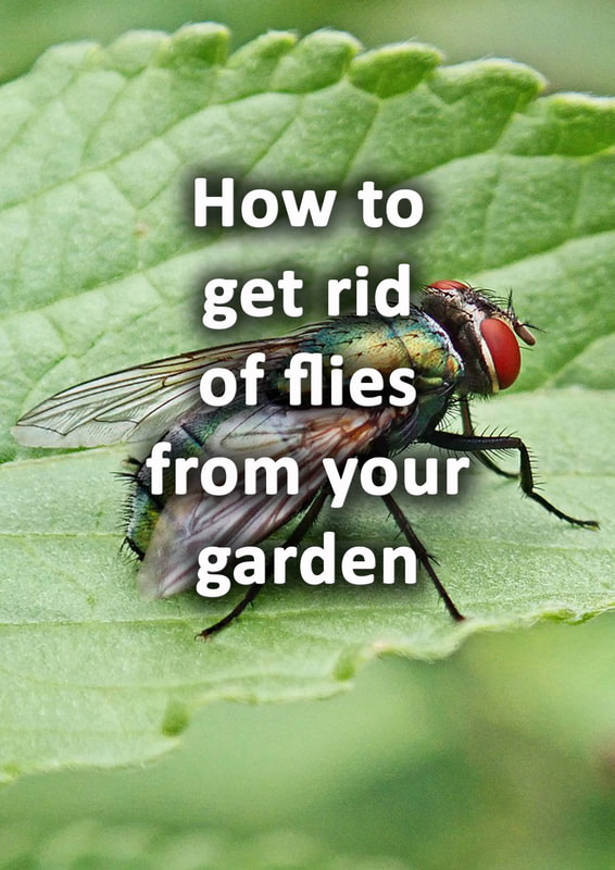 http://www.buckinghamshirelandscapegardeners.com/uploads/1/9/7/4/19746843/how-to-get-rid-of-flies-from-your-garden_orig.jpg