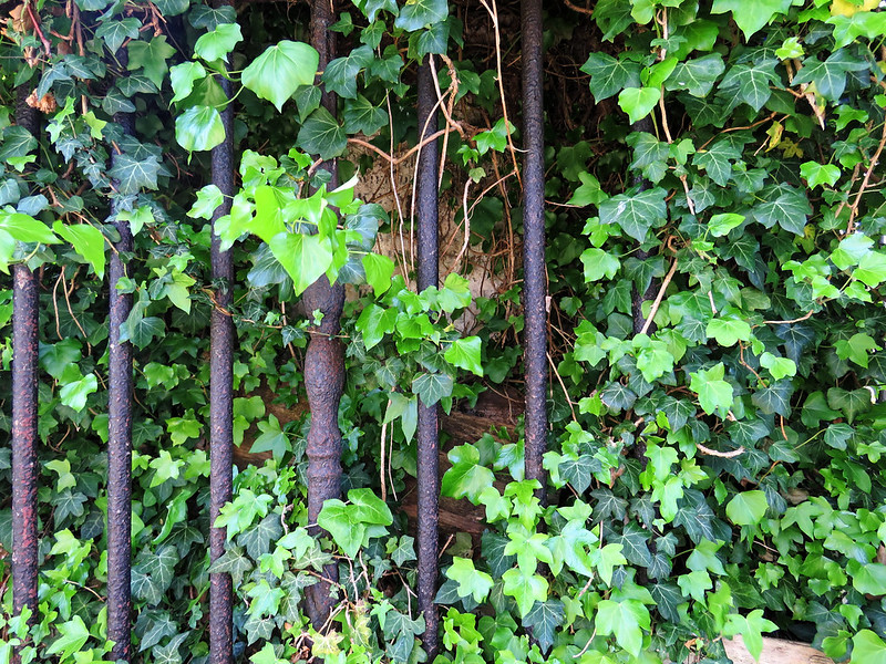 Ivy on railings