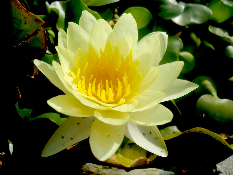 Yellow water Lilly