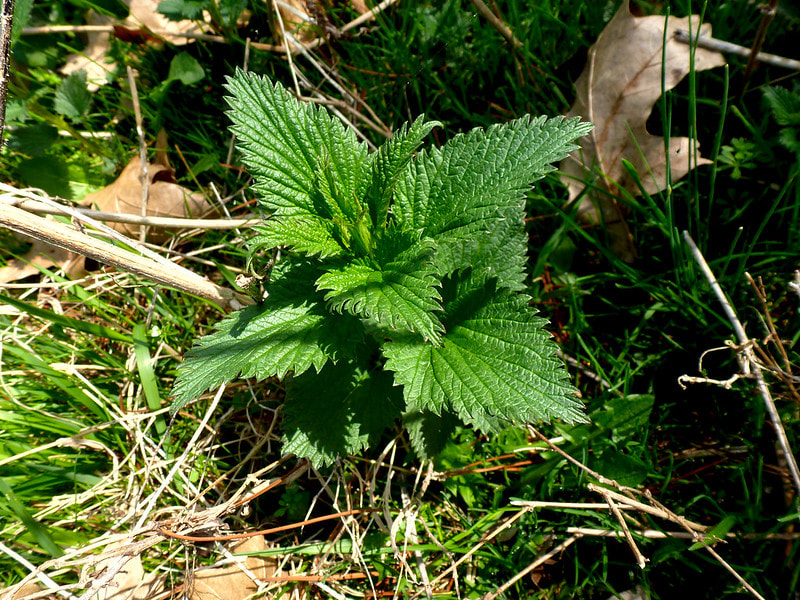young nettles