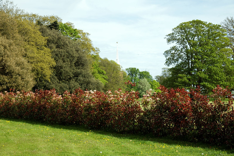 red robin hedge