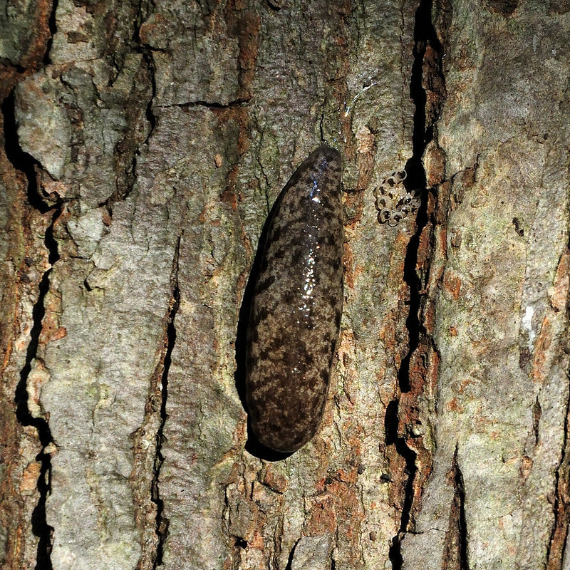slug on wood