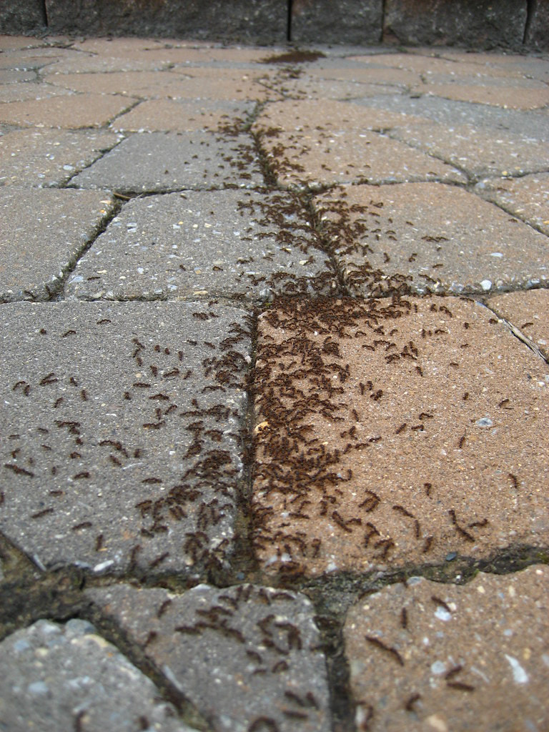 Ants living in cracks