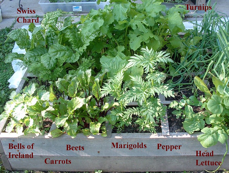 Vegetable labelling