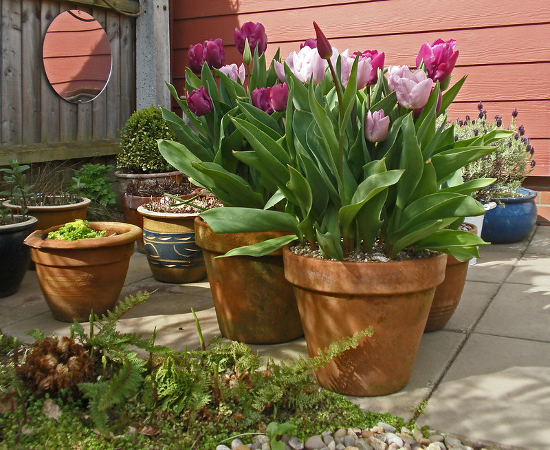 front garden with pots