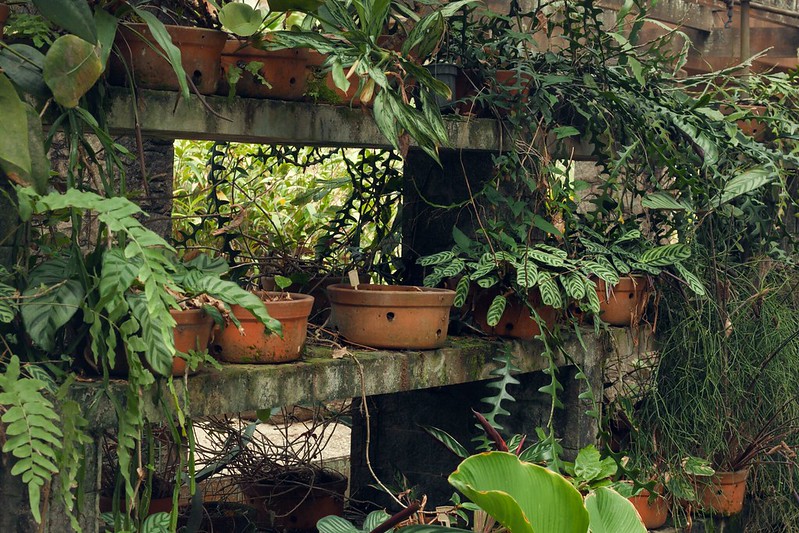 Tropical plants in pots