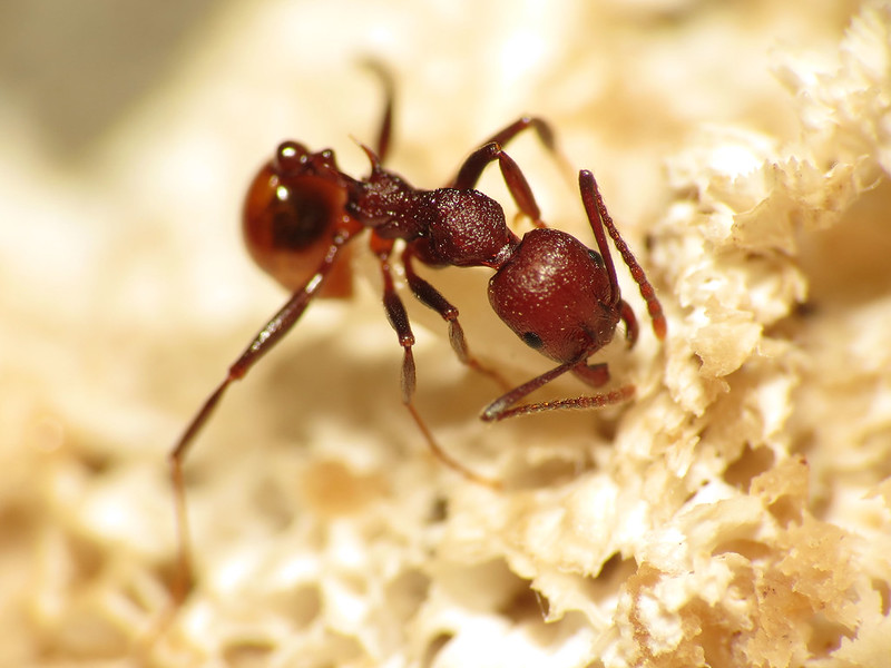 biting ants