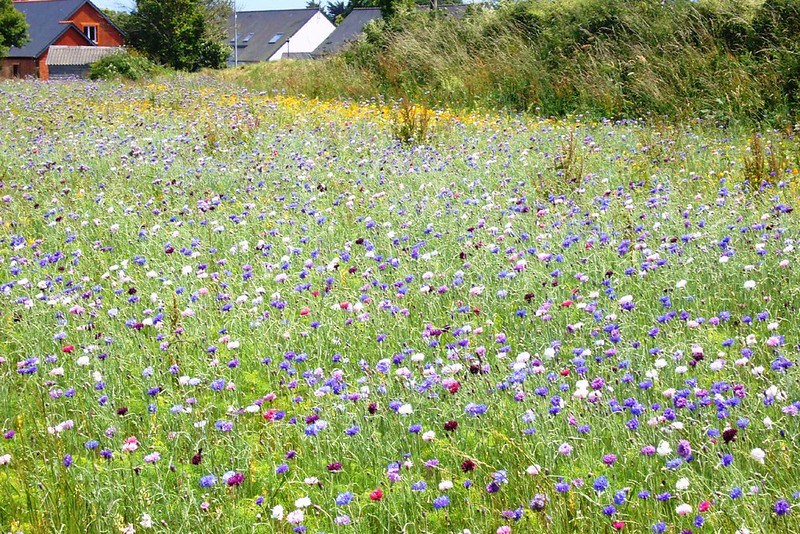 Wildflower meadows