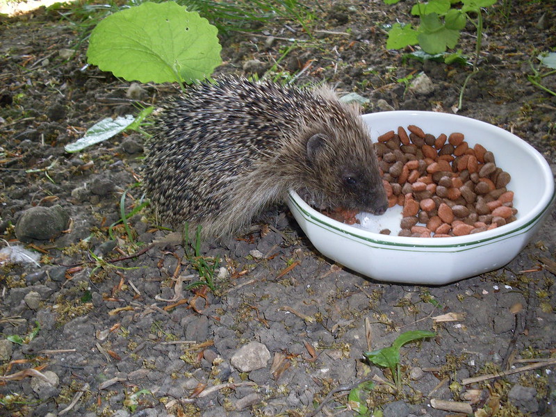 hedgehog feeding