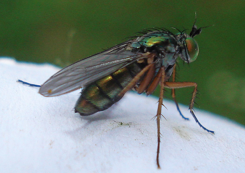 garden fly