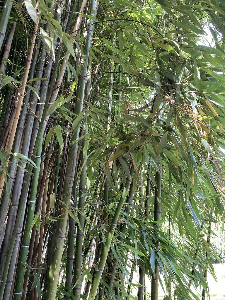 Bamboo growing in ground