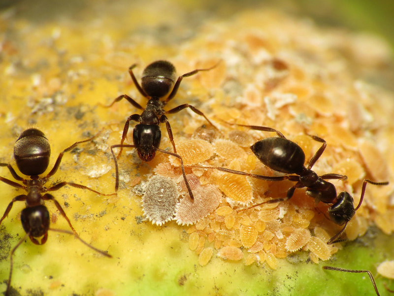 Ants hunting