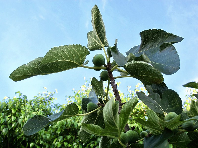 fig trees
