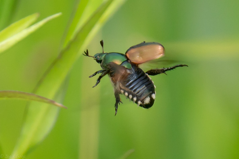 flying beetle