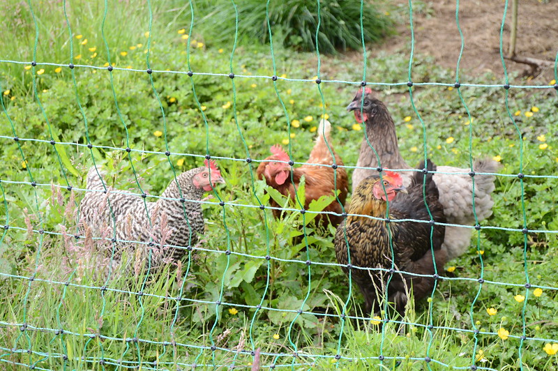 chickens in garden