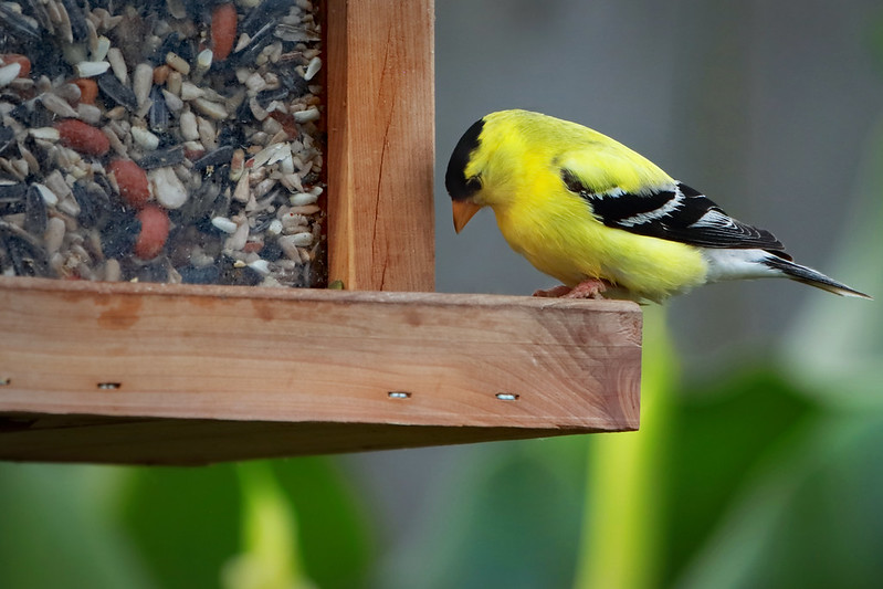 Bird on bird feeder