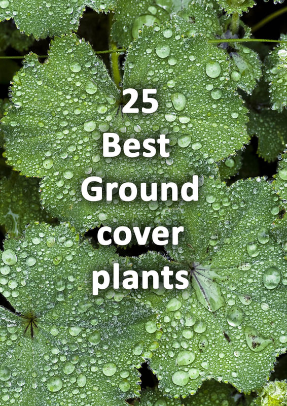 Best ground cover plants