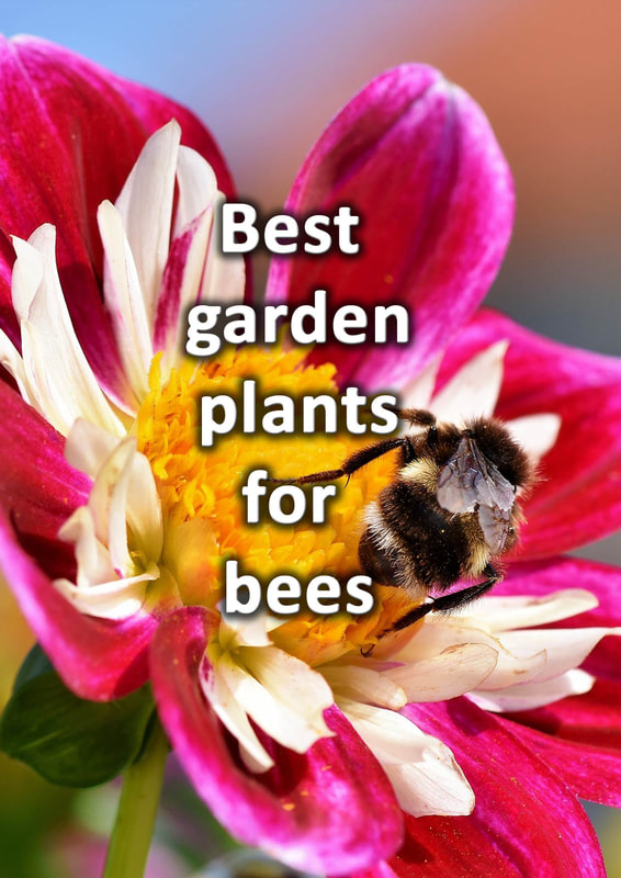Best plants for bees