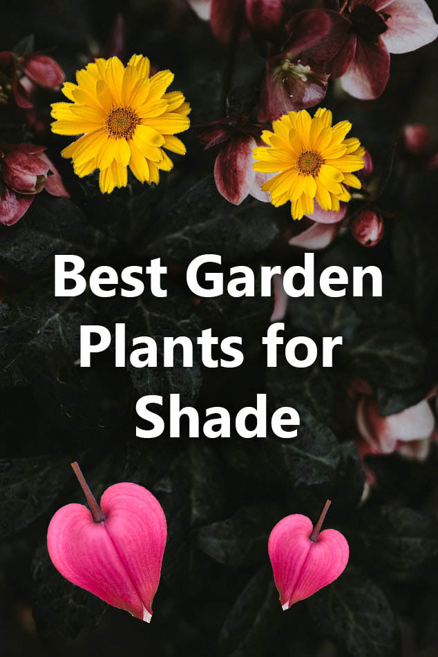 Best garden plants for shade