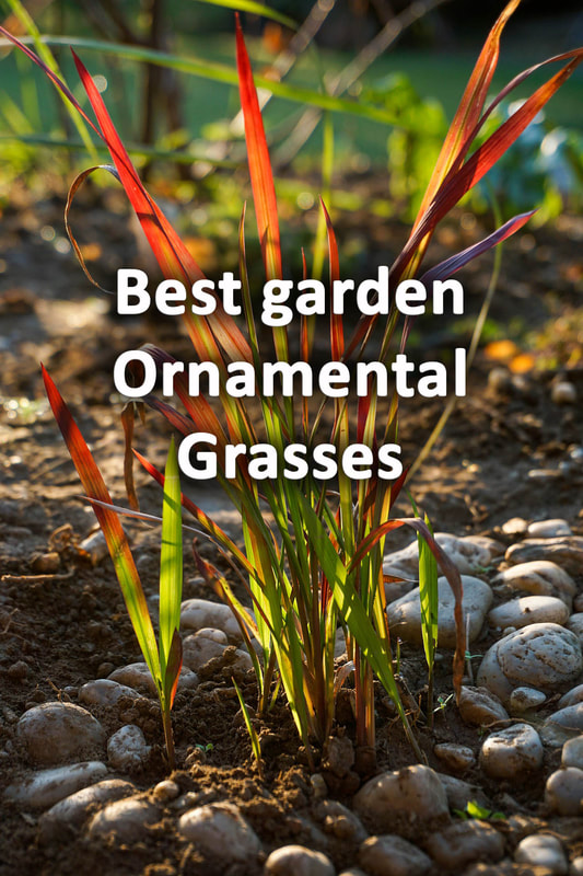 The best garden grasses