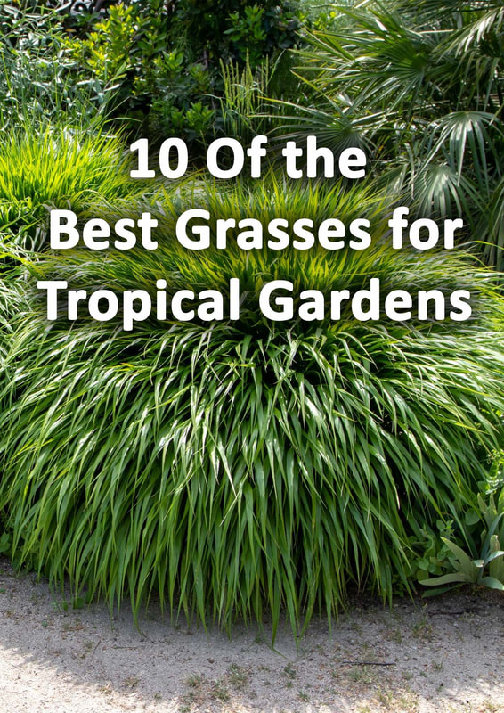 Tropical garden grasses