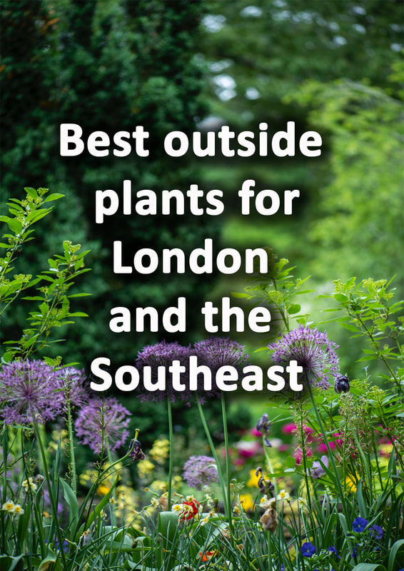 Best outside plants for London and the Southeast
