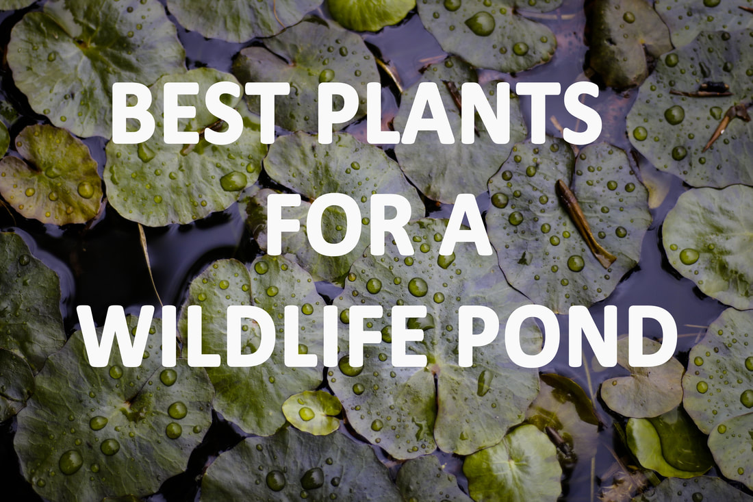 Best plants for a wildlife pond