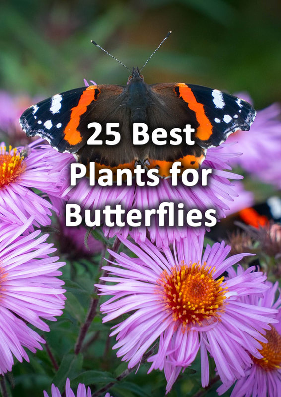 Best plants for butterflies