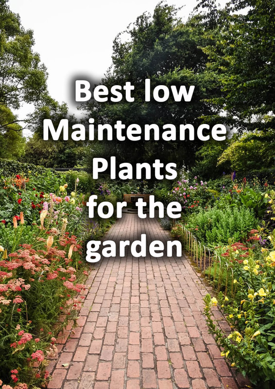 Best low maintenance garden plants 