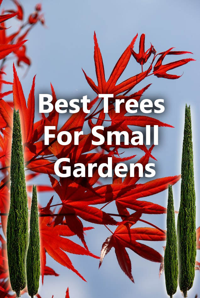 Best trees for small gardens
