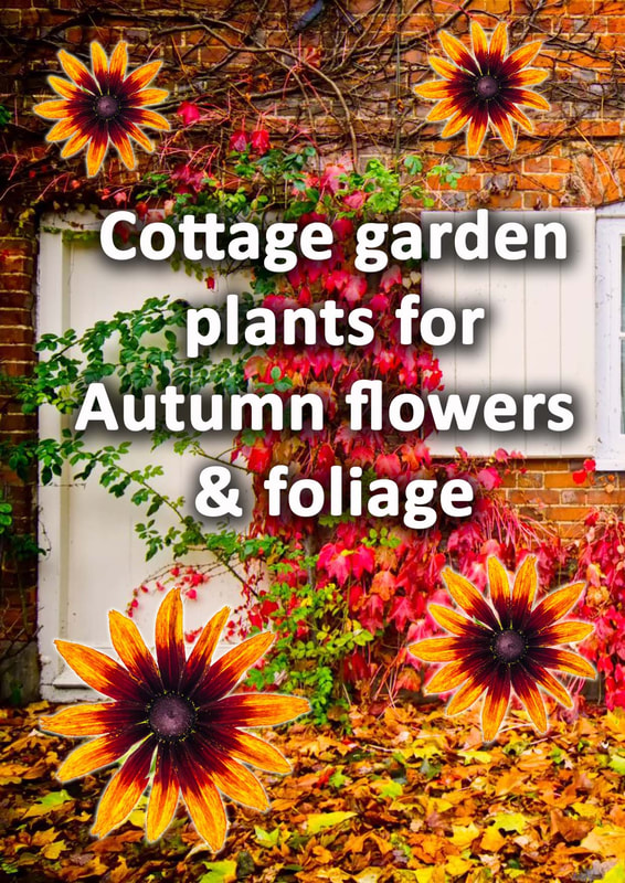 Cottage garden plants for autumn flowers & foliage