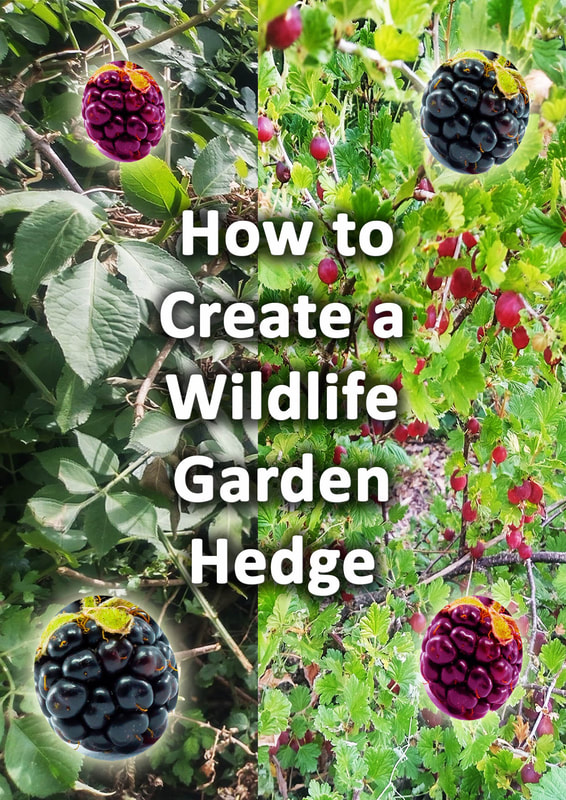 How to create a wildlife hedge