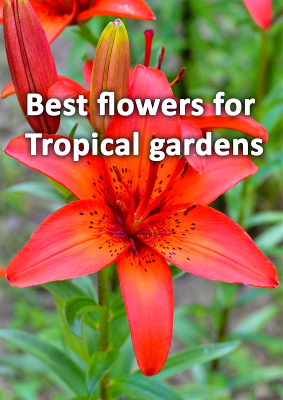 Best flowers for tropical gardens