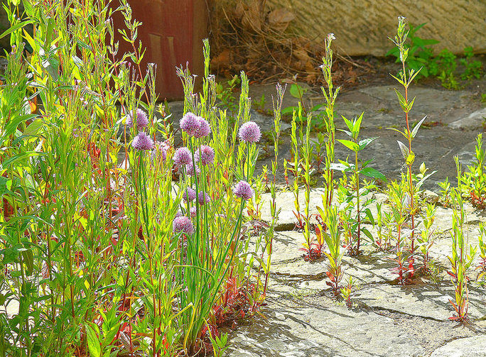 How to stop weeds growing in your garden