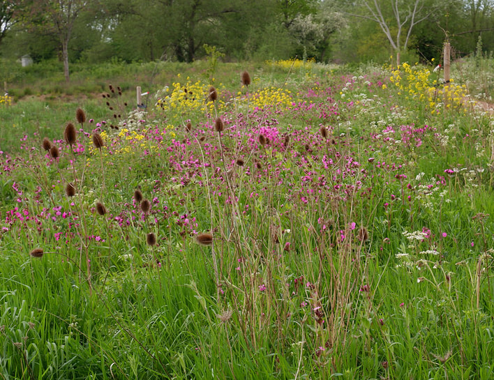 Meadow habitat