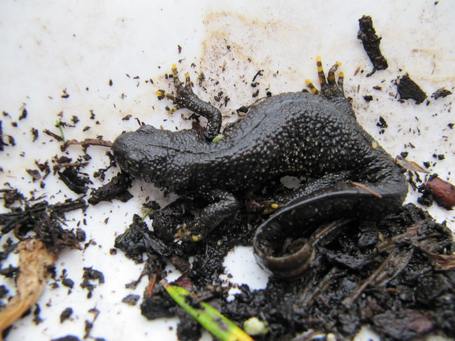 great crested newts
