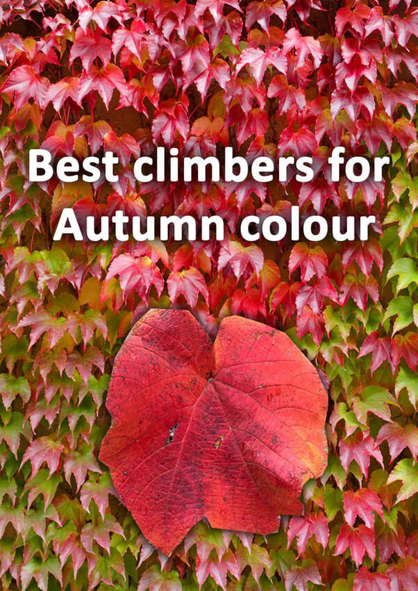 Best climbers for autumn colour