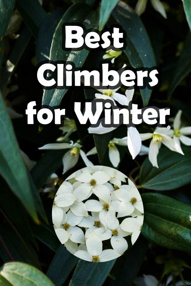 Best climbers for winter