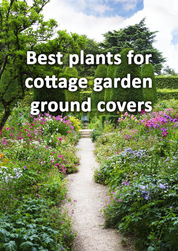 Plants for cottage garden groundcovers