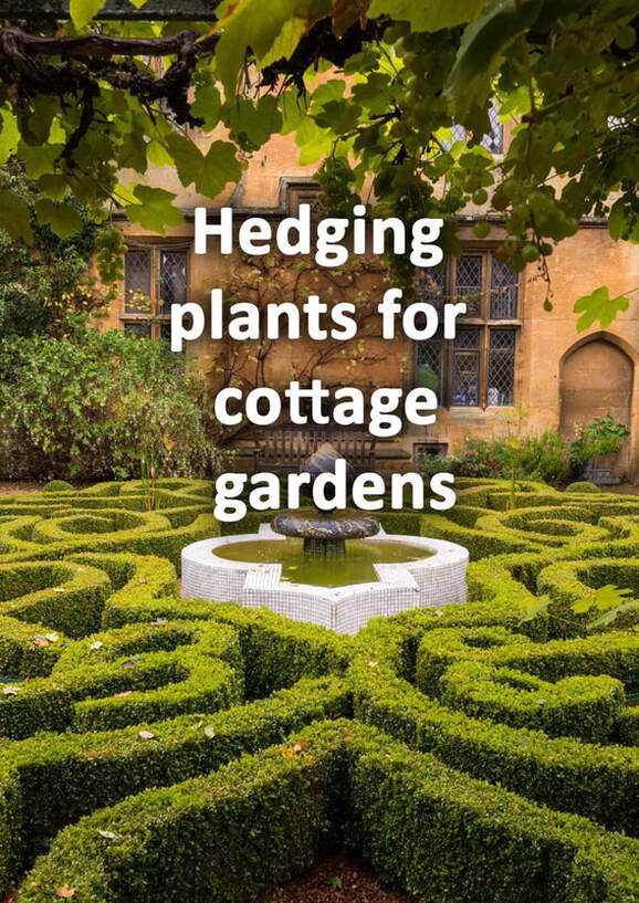 Hedging plants for cottage gardens