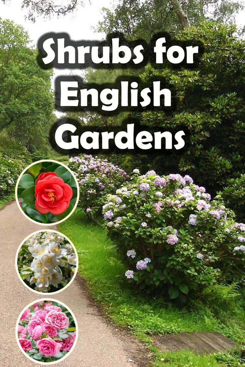Shrubs for English gardens