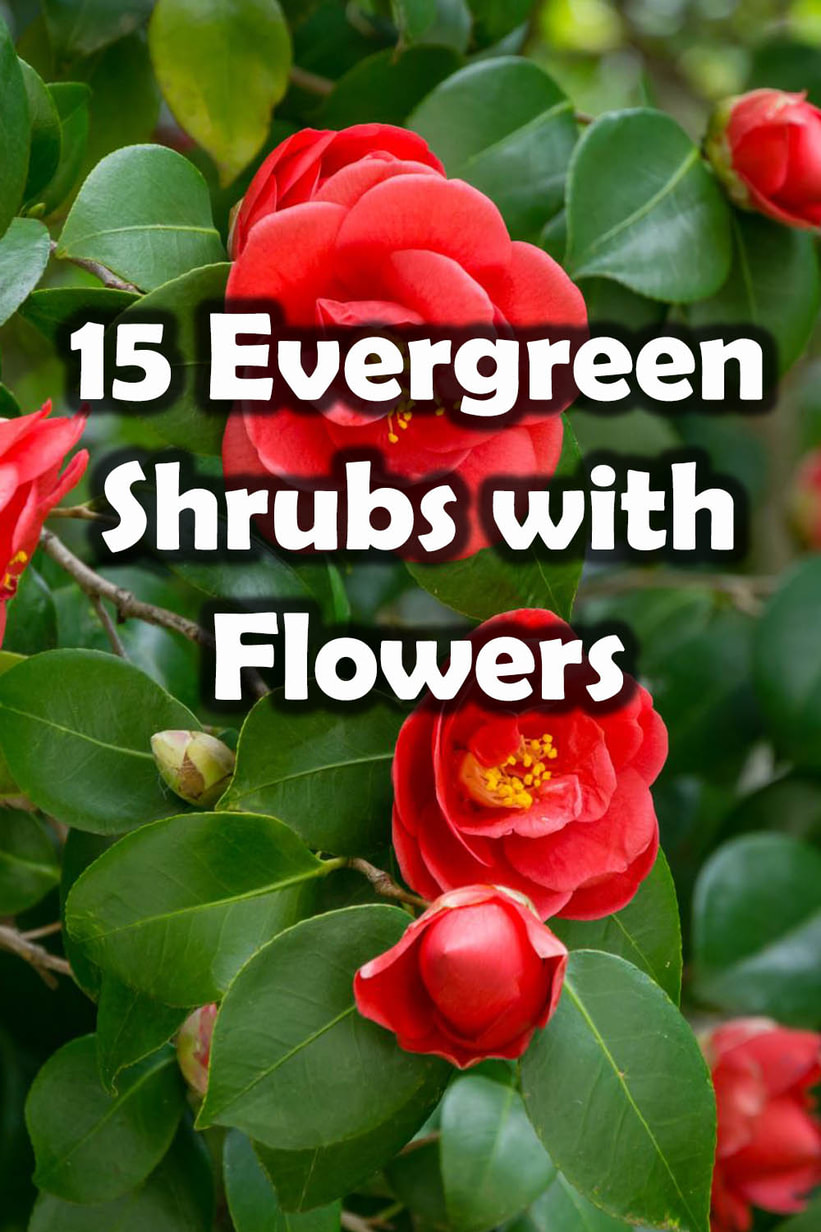 Evergreen shrubs with flowers