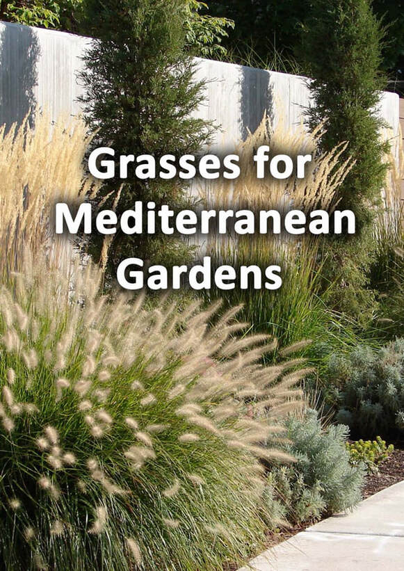 Grasses for Mediterranean gardens 