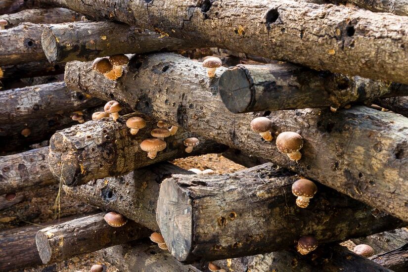 growing mushrooms on logs